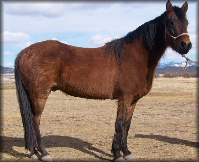 Geldings for Sale in Montana